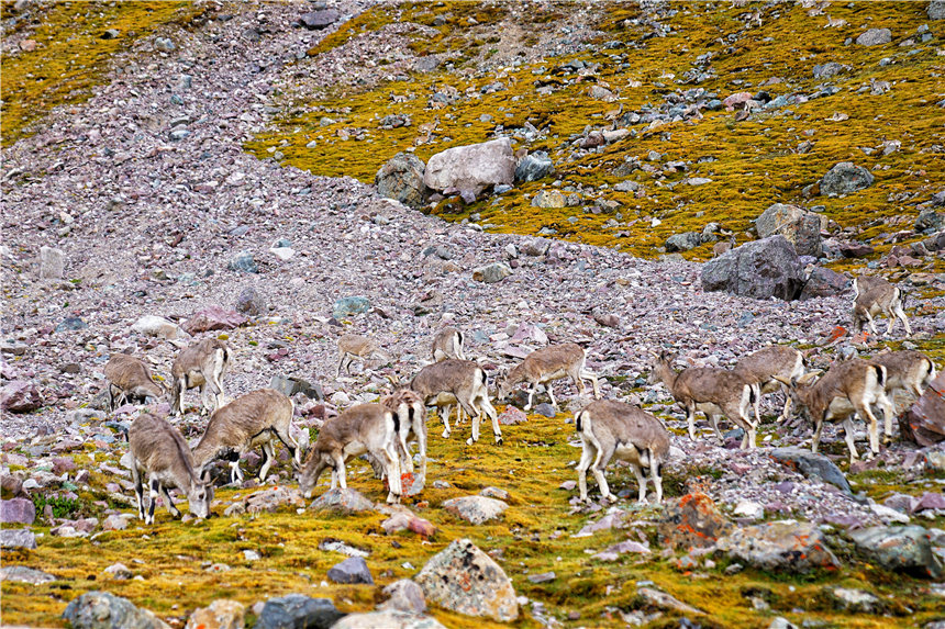 西藏秘境旅游,西藏秘境视频大全