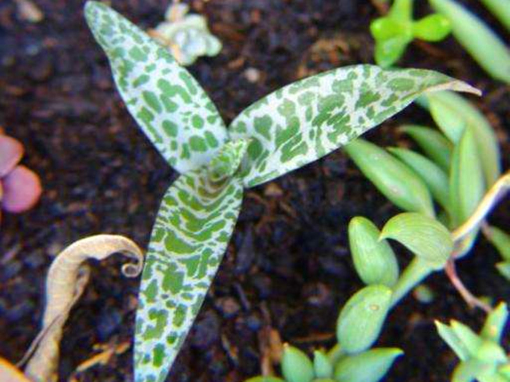 叶片带斑点的植物,3片绿色叶子植物大全