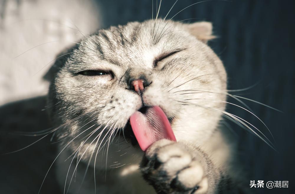 猫咪怎么吃得胖,猫猫太瘦怎么给它补充营养