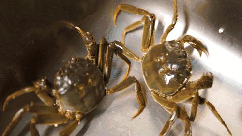 好好的螃蟹,为什么不横着走?来了解一下螃蟹界的“美味”成员