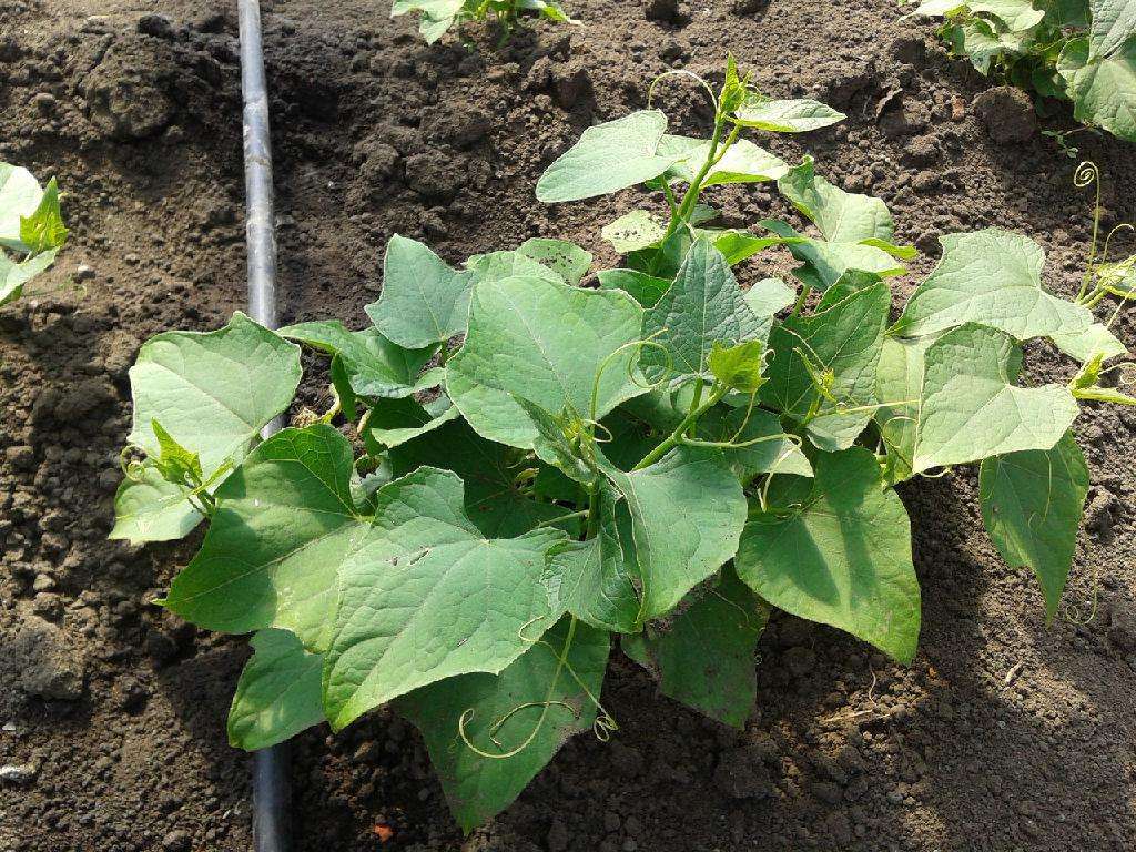 怎么让黄瓜苗长得更快,怎样能使黄瓜苗快速生长