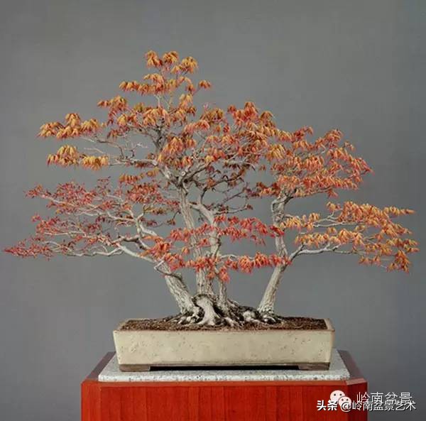 庭院树石盆景 (日式石头盆景布局)