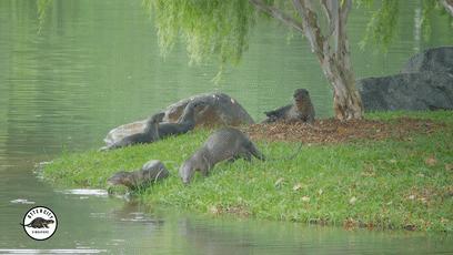 两水獭家族打群架,两个水獭家族之间的战争完整版