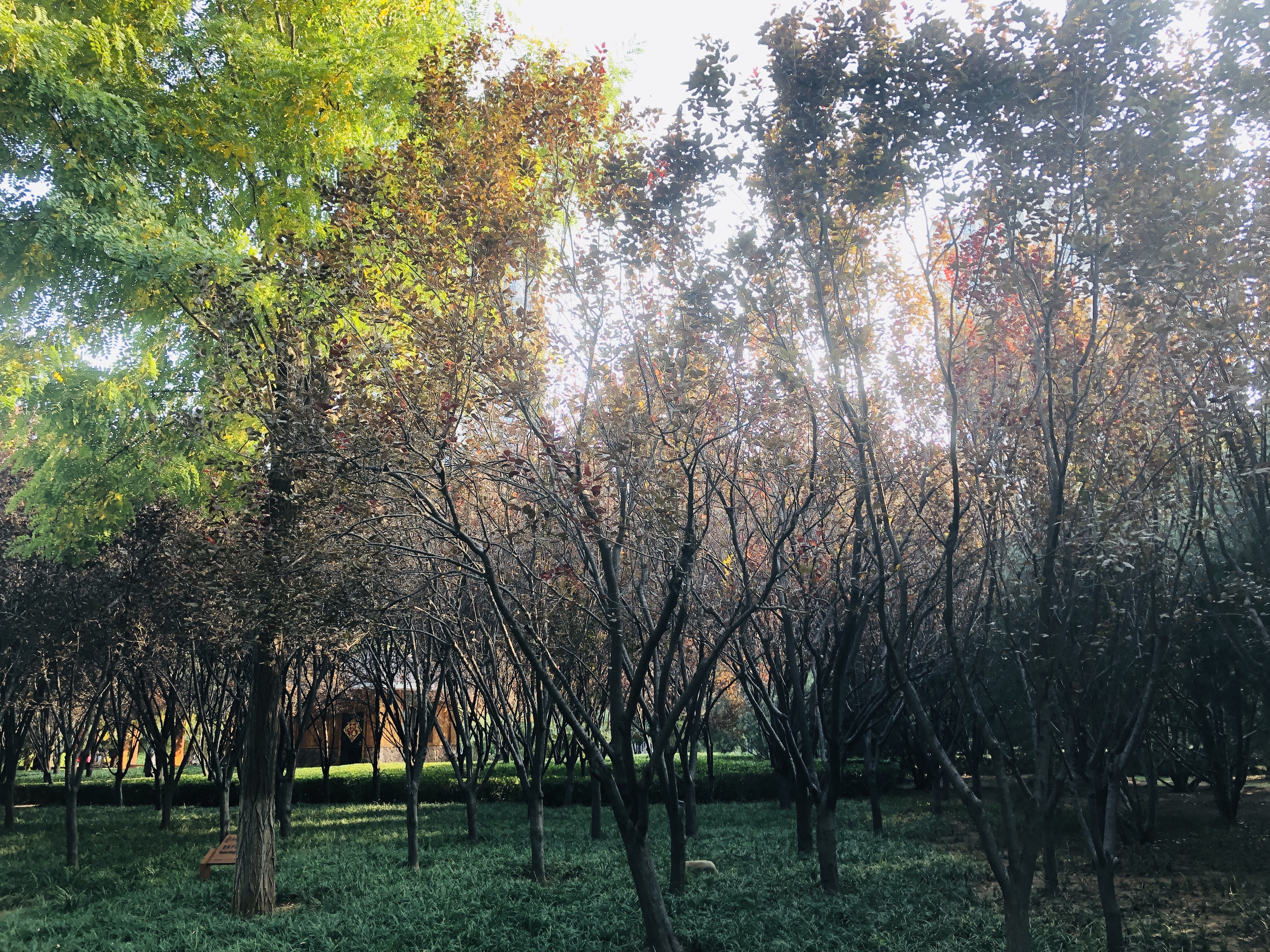济南森林公园夏荷之美,雨后的济南森林公园美景让人陶醉