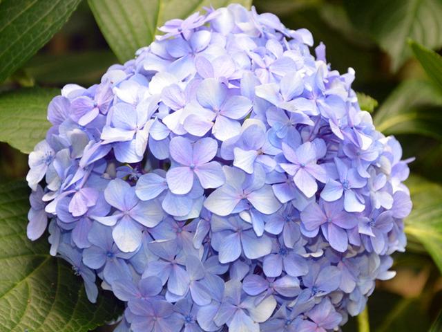 不止因为病虫害，这些原因也可能导致绣球挂掉，但是可以挽救