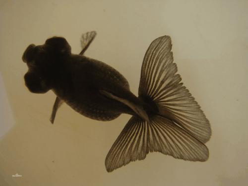 金鱼常见的种类大全,常见的十种金鱼类型有哪些