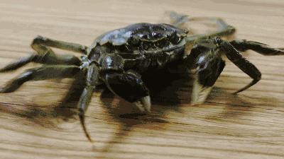 有一种炫富叫青岛开海,有一种炫富叫青岛开海了