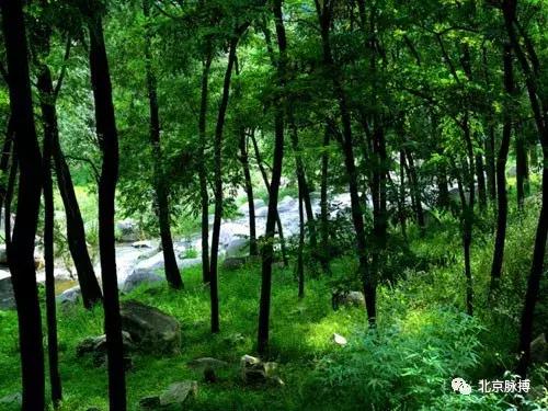 北京国家森林公园风景,画说北京故事
