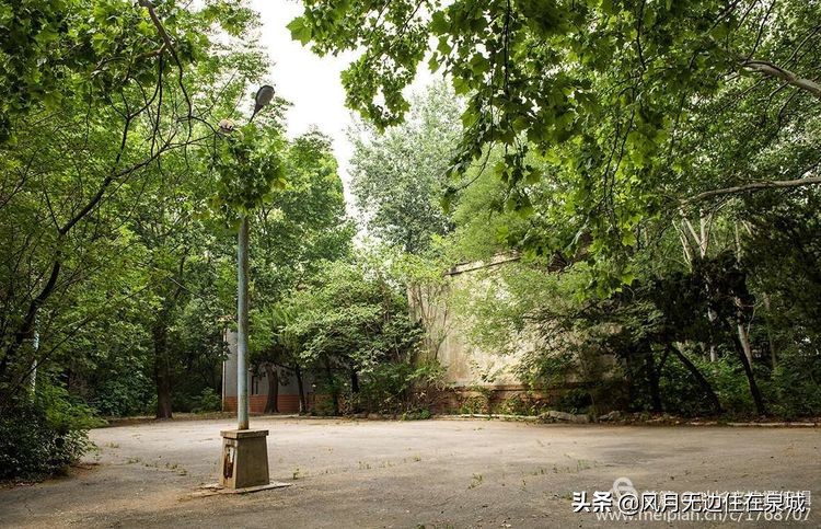 济南一颗梧桐树,济南的法国梧桐