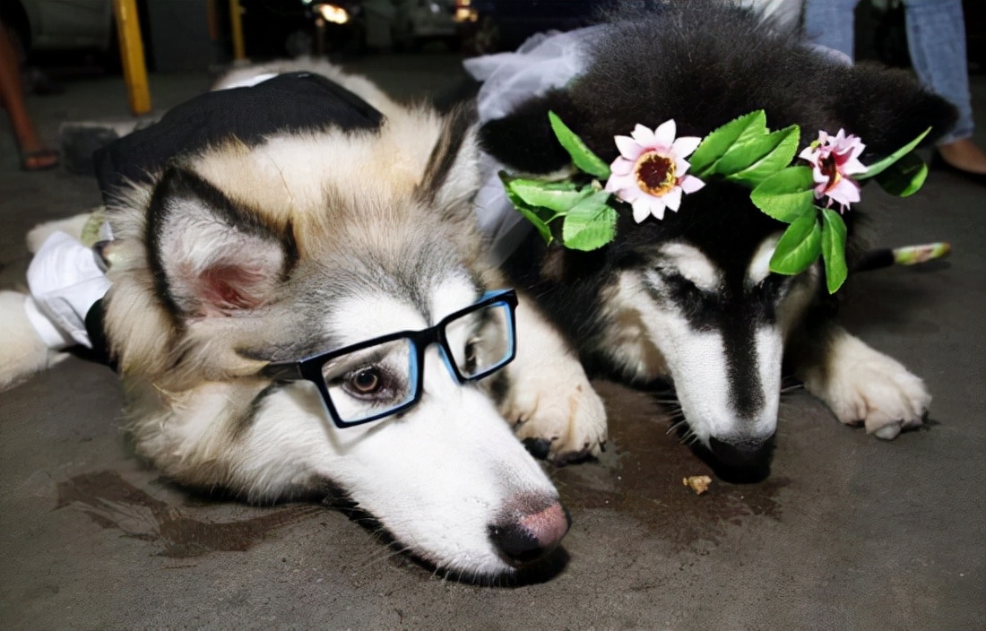 为什么狗狗交配后，拔腿就跑呢？