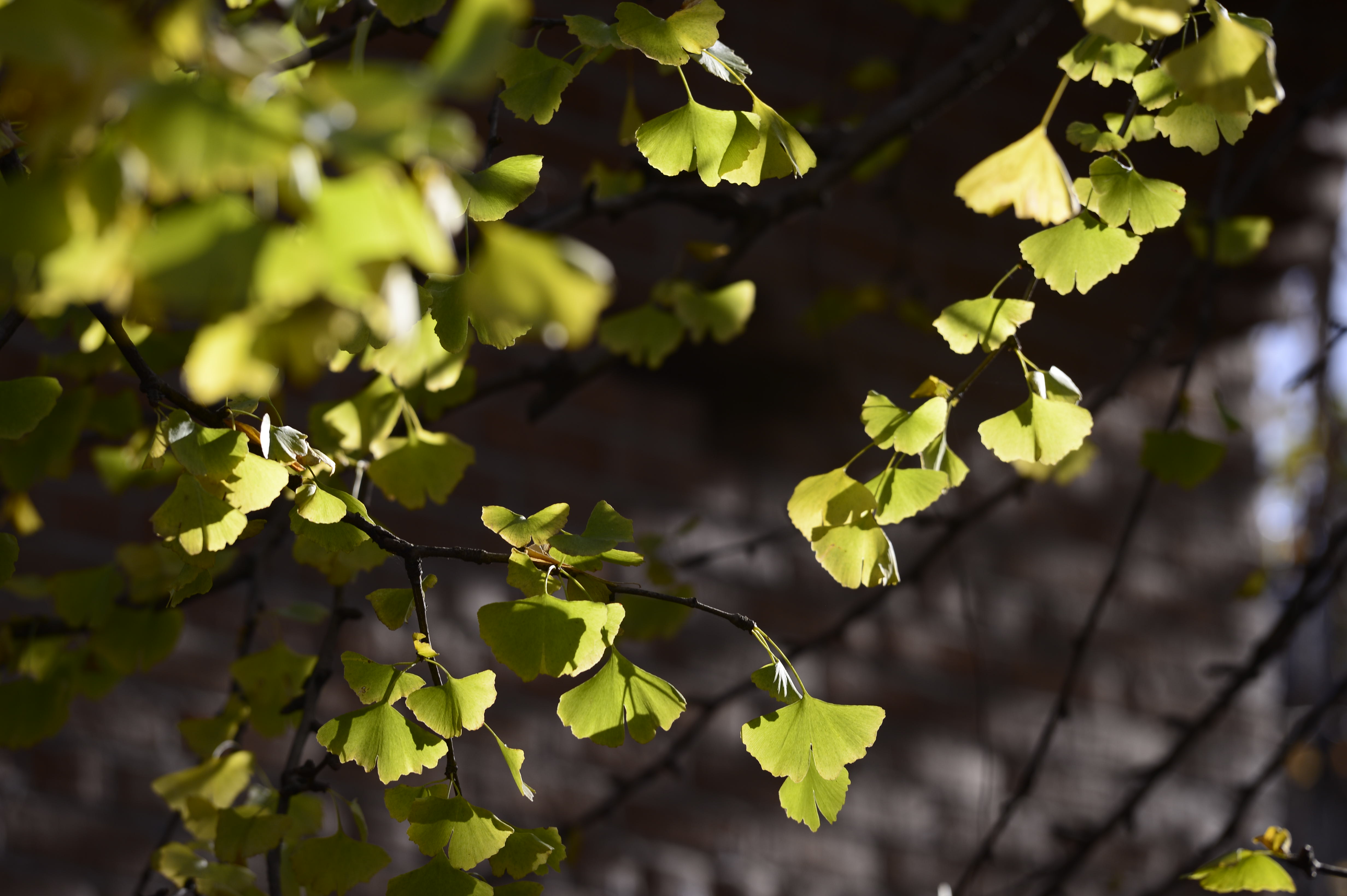 2023腾冲看银杏最佳时间,腾冲看银杏树旅游攻略