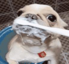 猫狗必备的药,收藏必备药品