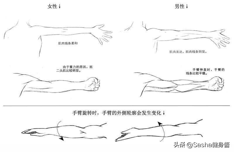 手臂拜拜肉怎么减最快瘦下来,手臂粗告别拜拜肉有什么方法