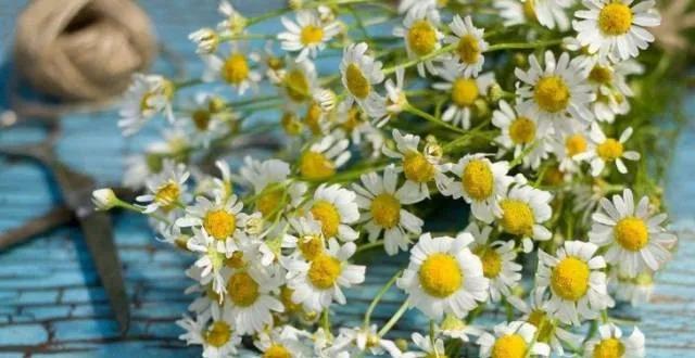 阿芙罗马洋甘菊舒缓纯露多少钱,洋甘菊纯露修复敏感肌去红血丝