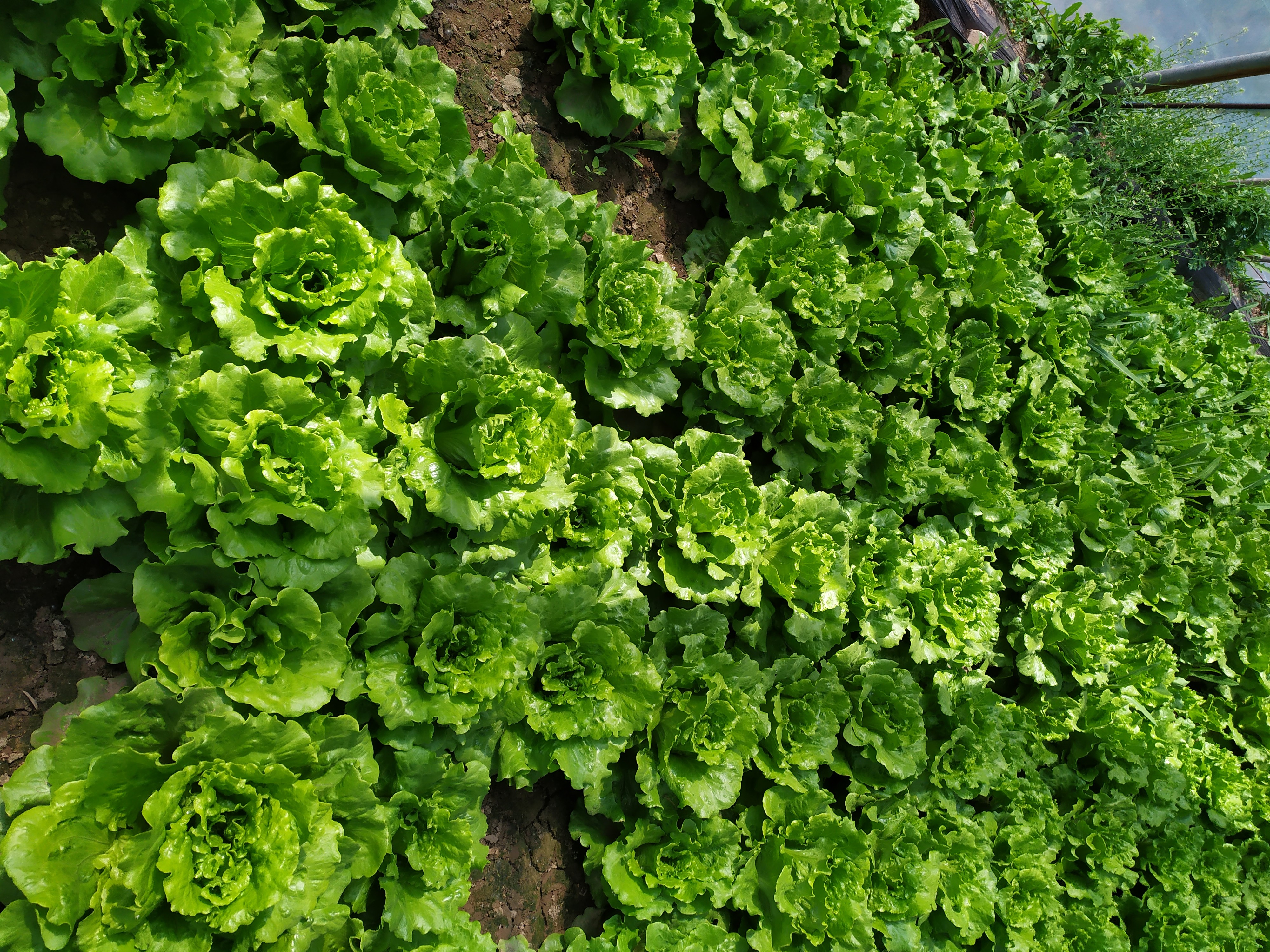 冬至到!这些菜农户都可以种上,不怕冷也冻不死!来年有新鲜菜吃