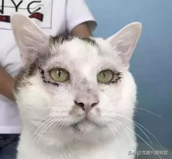 宠物整形美容,给宠物做美容多少钱