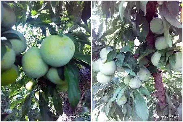 攀枝花哪种水果好吃 (攀枝花两种美味水果)