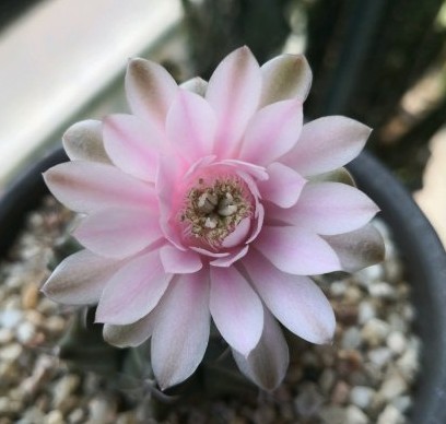 十个仙人球,最新30个仙人球品种