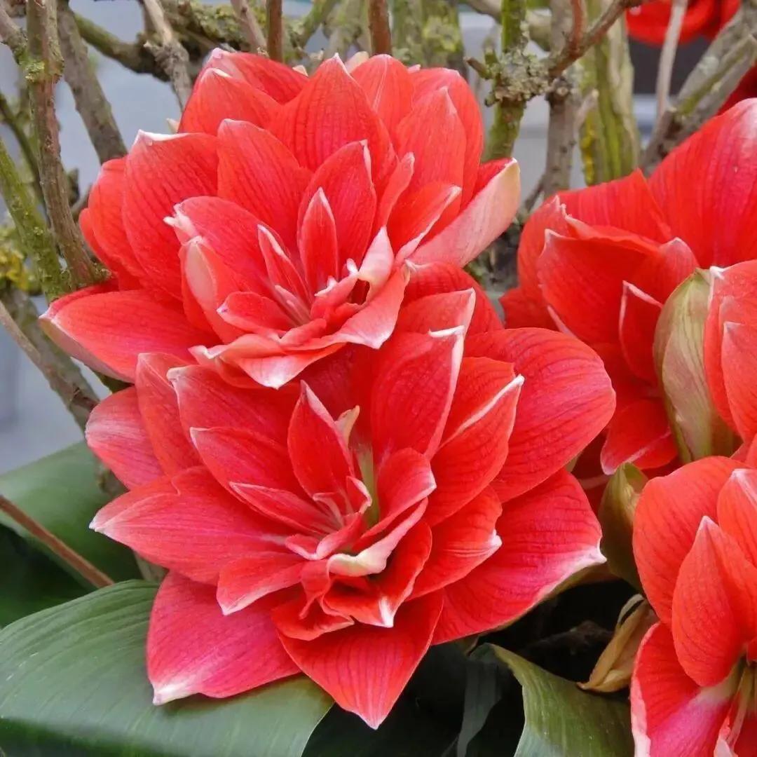 老北京歇后语俏皮话,老北京歇后语视频