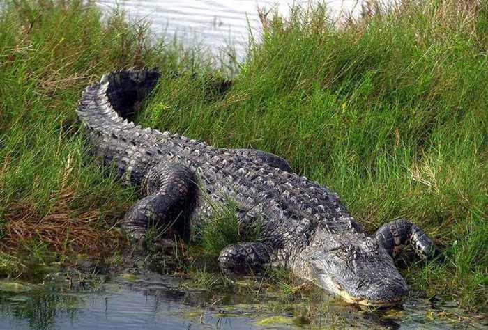 中国神兽龙真的存在吗,龙是不是传说中的上古神兽