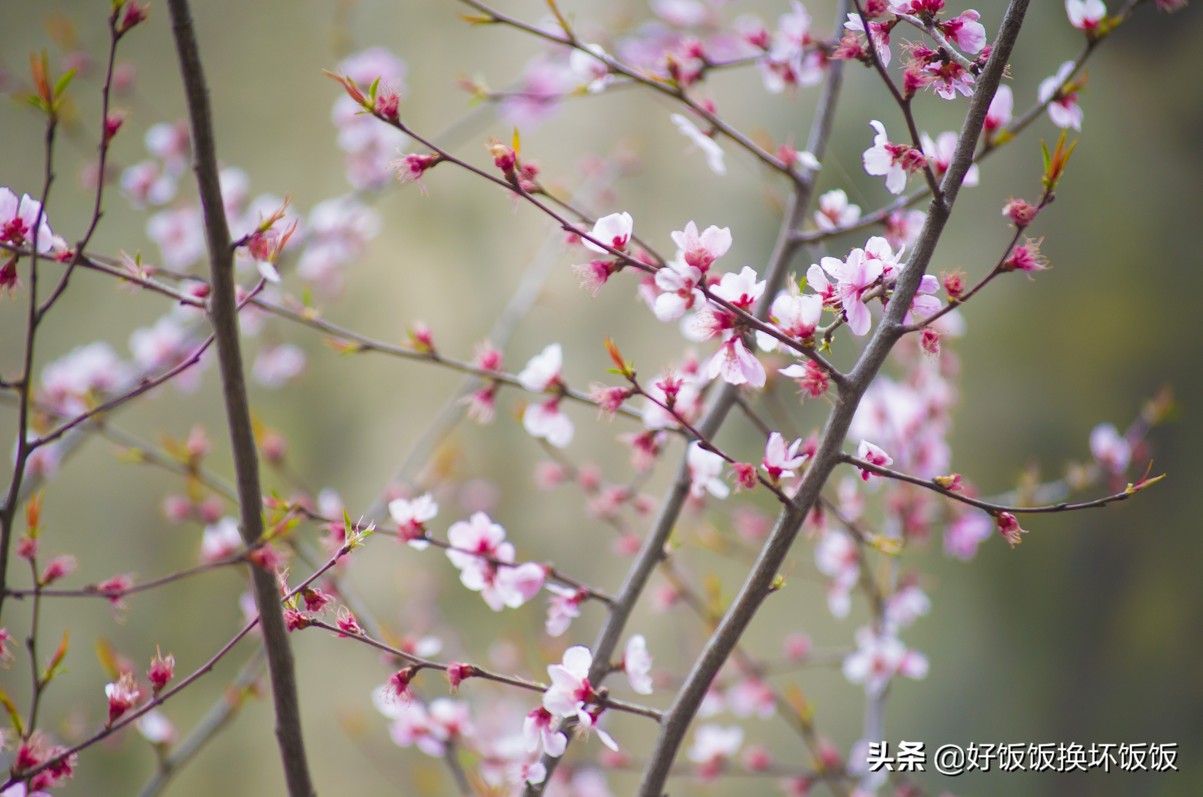 华山站到华山北峰怎么走,华山西峰到华山北峰山路怎样