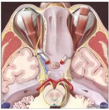 脑神经包含自主神经,脑神经算是传入神经吗