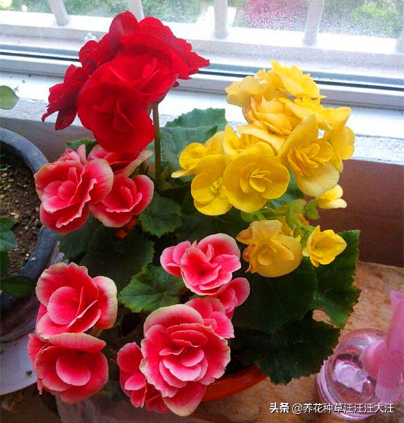 丽格海棠开的花越来越小,丽格海棠怎么花越开越淡怎么回事