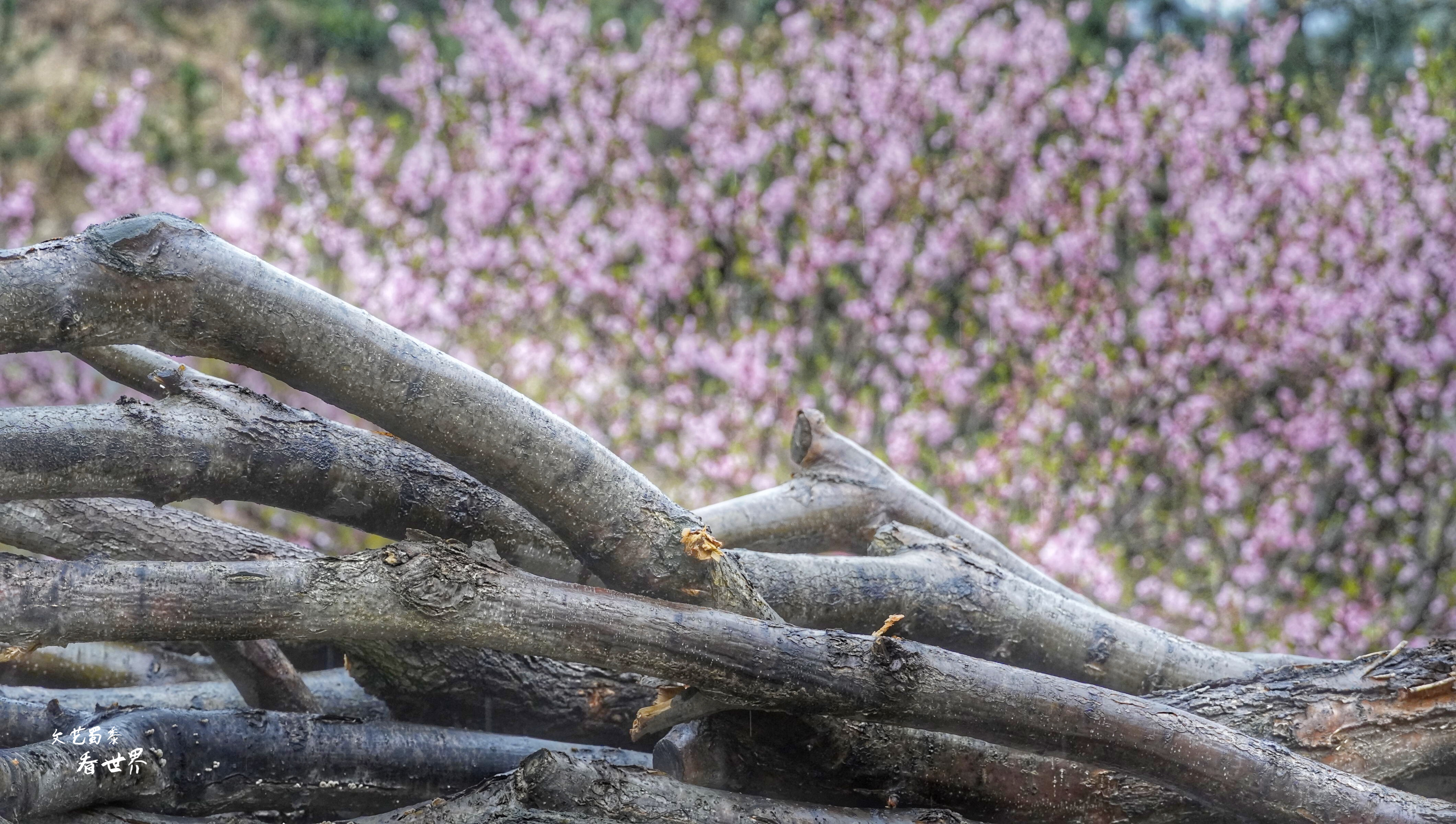 因《舌尖上的中国》而为人所知，刚刚的四月飞雪又让它美成了仙境