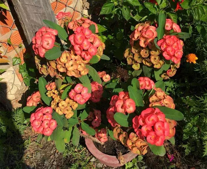 五月份被公认阳台最好养的10种花,喜阴耐旱适合室内养的50种花