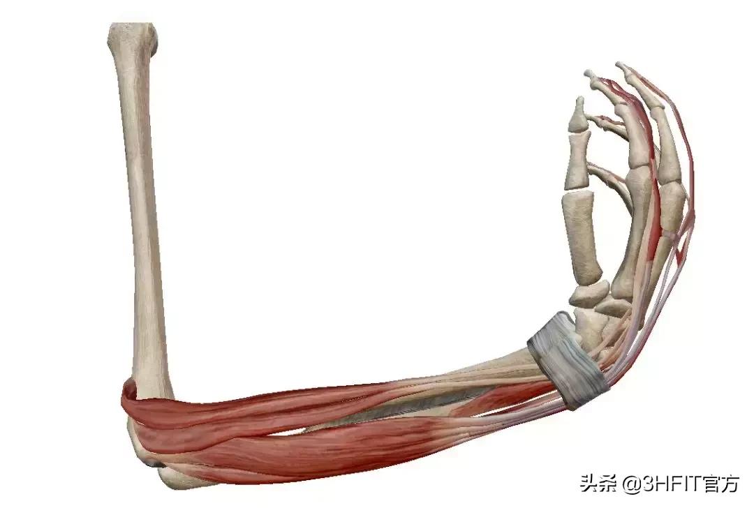 快速提升握力的方法,如何快速提高握力成绩