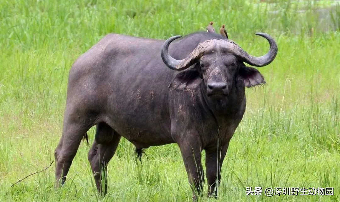 牛科动物排名,牛科动物有哪些品种