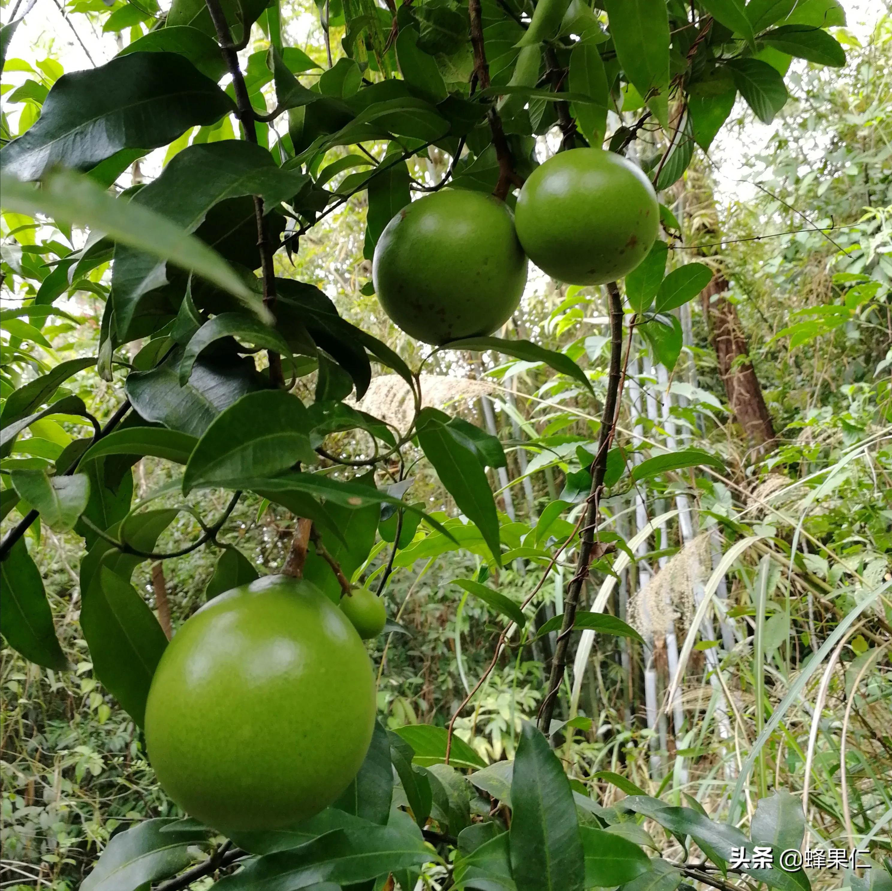 农村的所有野果,农村常见50种野果