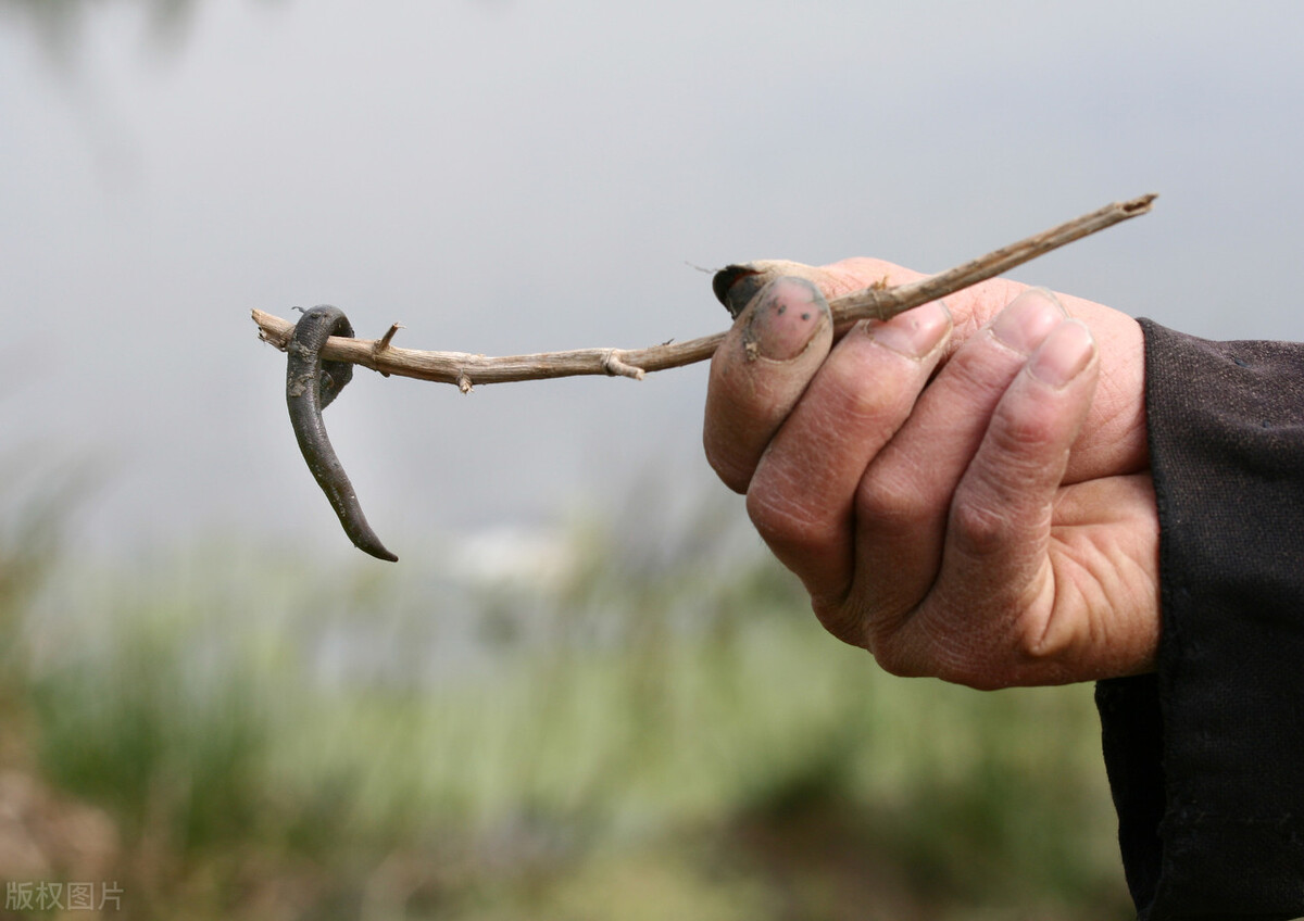 蚂蝗吸血后被吸人会死吗,吸血蚂蝗扒到皮肤上怎么处理