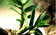 石斛与养生,药食同源话食疗