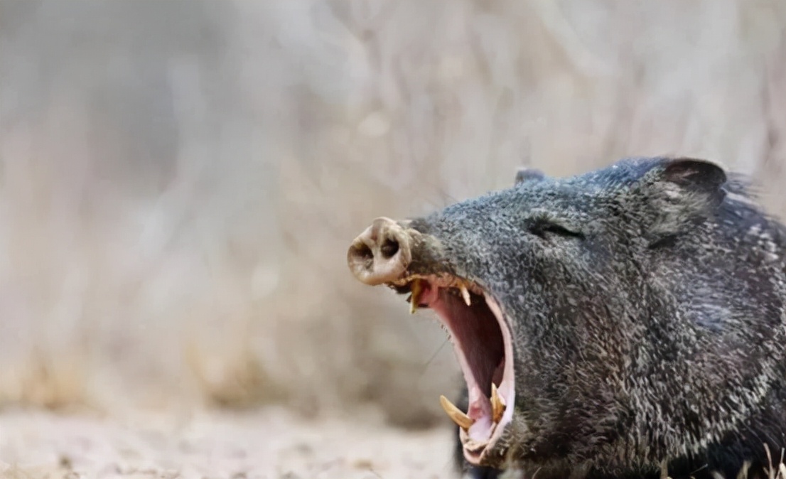 多地开始猎杀野猪，杀死的野猪该如何处理？为何不给人们吃了它？