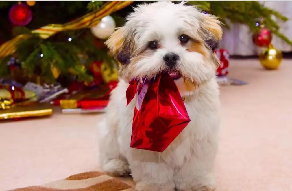 最浪漫的礼物美文,美文欣赏精选文章