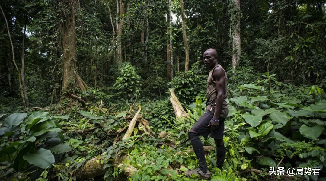 全球森林面积最低的国家排名,亚洲面积最大的人工红松森林