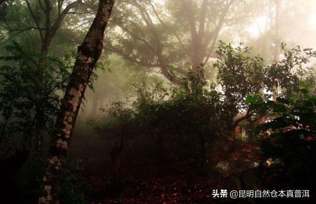 果香浓郁、茶汤柔顺——拔玛，南糯山最好的茶