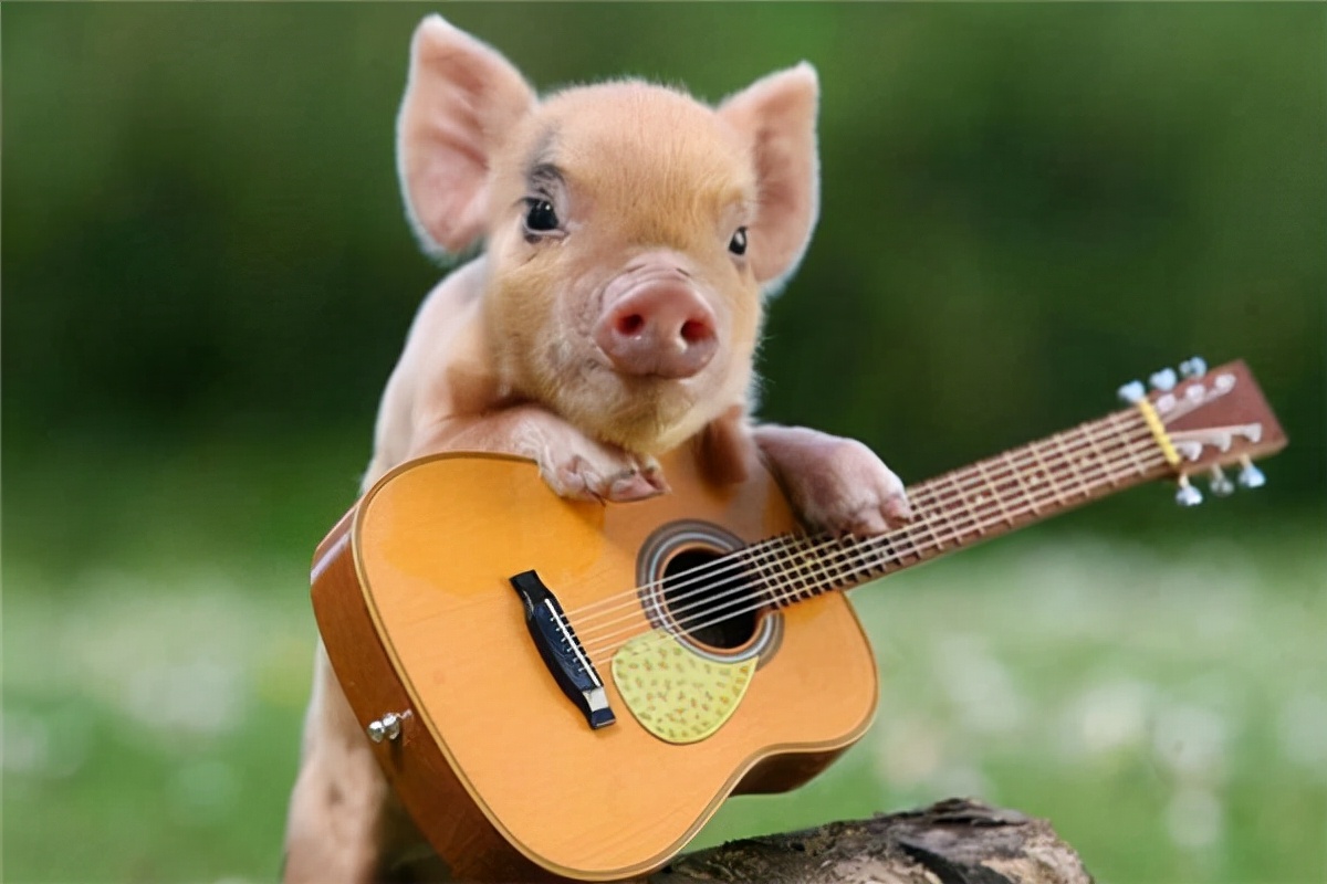 世界上最贵的猪身价竟达到100多万,最贵的宠物猪多少钱一只图片