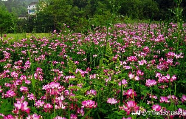 紫云英蜂蜜饮品,智仁紫云英蜂蜜