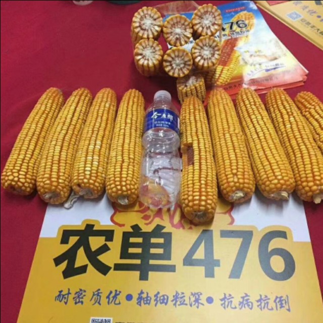 农大683玉米高产抗倒伏,农单113种子抗倒伏