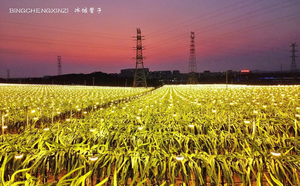 做把“村姑”，走进海南灯火灿烂的火龙果园