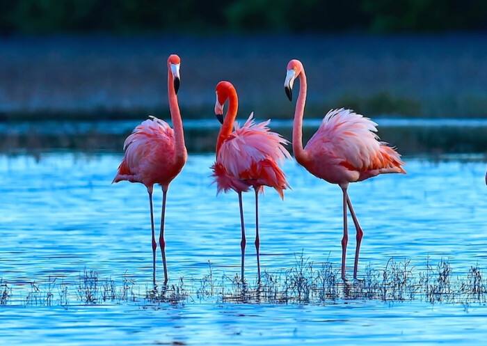 烈火焚情终不悔的下联,上联情定三生错今生求下联