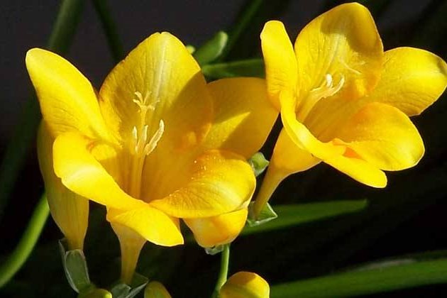 香雪兰开完花怎样养,香雪兰开完花怎么养护