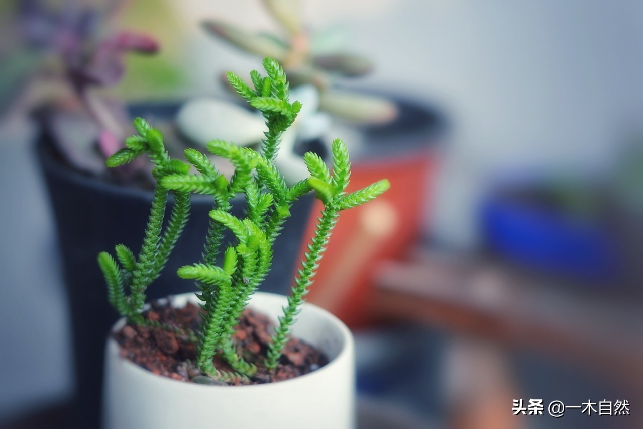 不适合室内种植的有毒绿植,十种有毒的绿植