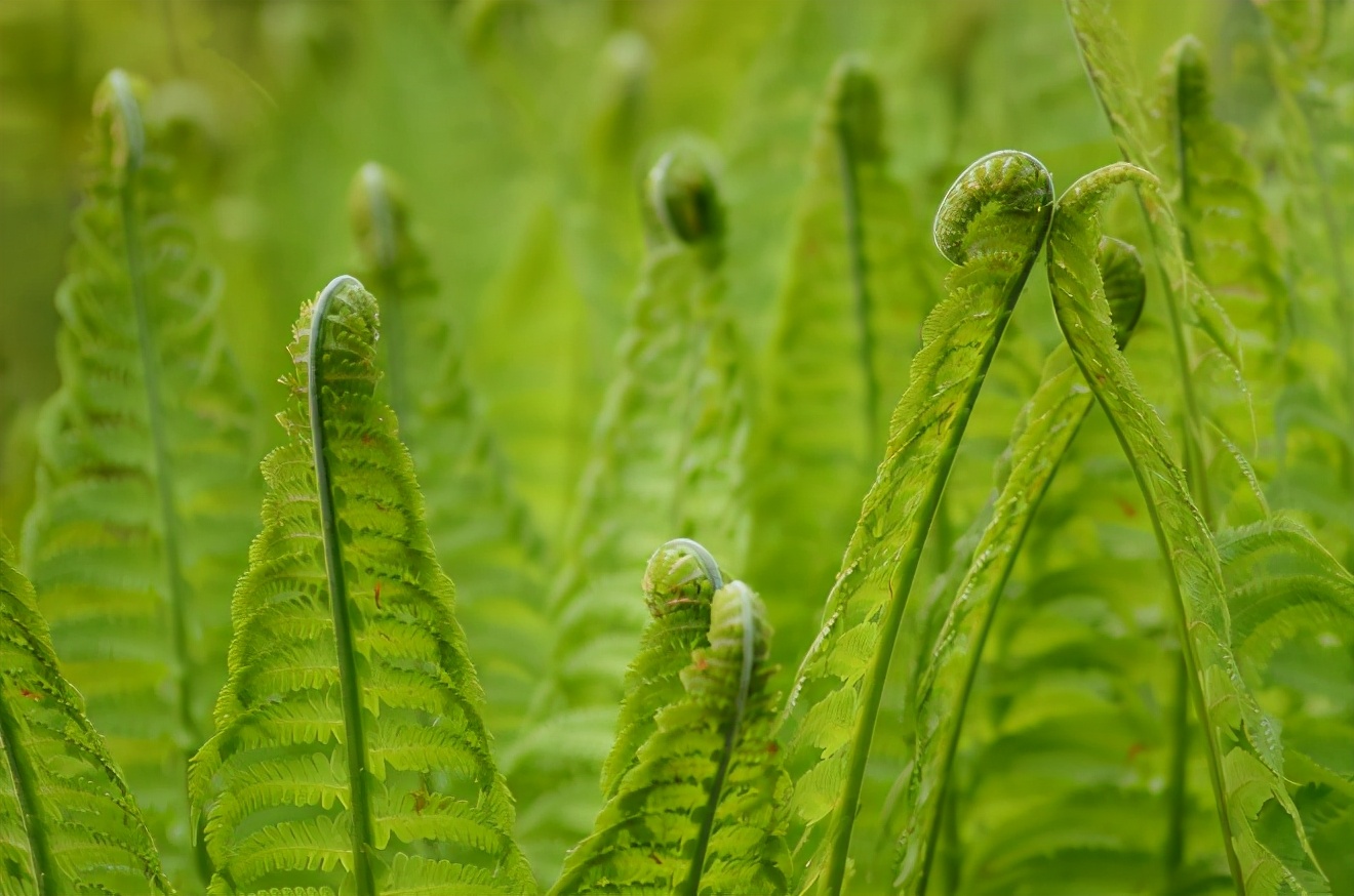 绿山墙的安妮概括内容,绿山墙的安妮分为哪几部分