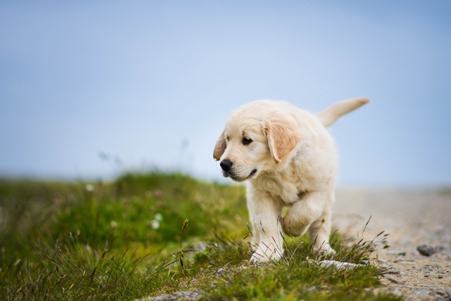 金毛牙龈发黑怎么办,金毛牙龈正常颜色