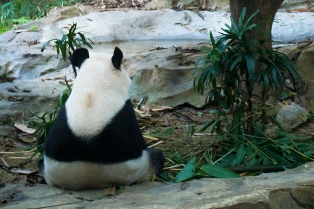 去广州旅游攻略长隆动物园,亲子游广州长隆动物园