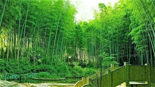 重庆铁山坪森林康养基地,重庆避暑康养基地