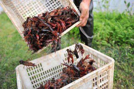 农村小伙开网店十年养家糊口,卖农特产的店怎么经营